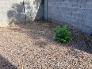 Lia, Gilbert, AZ